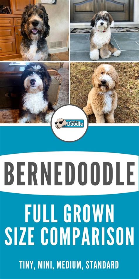  Here are the sizes of our Bernedoodles